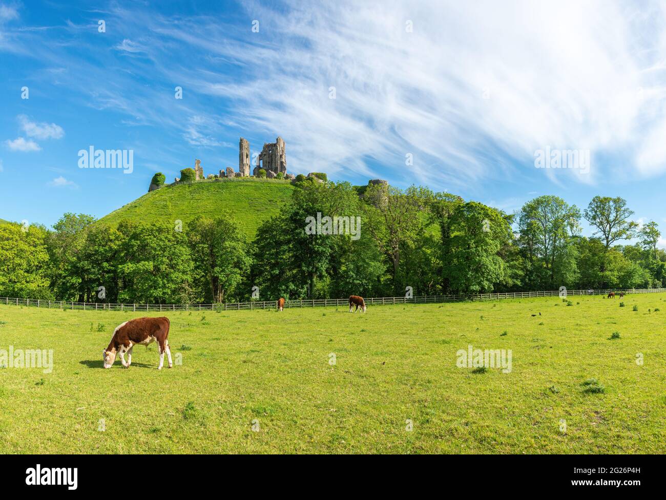 Corfe Castle with tree line at the bottom of the hill and grazing brown and white cows in the field on a bright summer's day. Wareham, Dorset, England Stock Photo