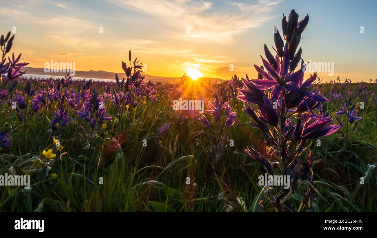 some flowers during sunset Stock Photo