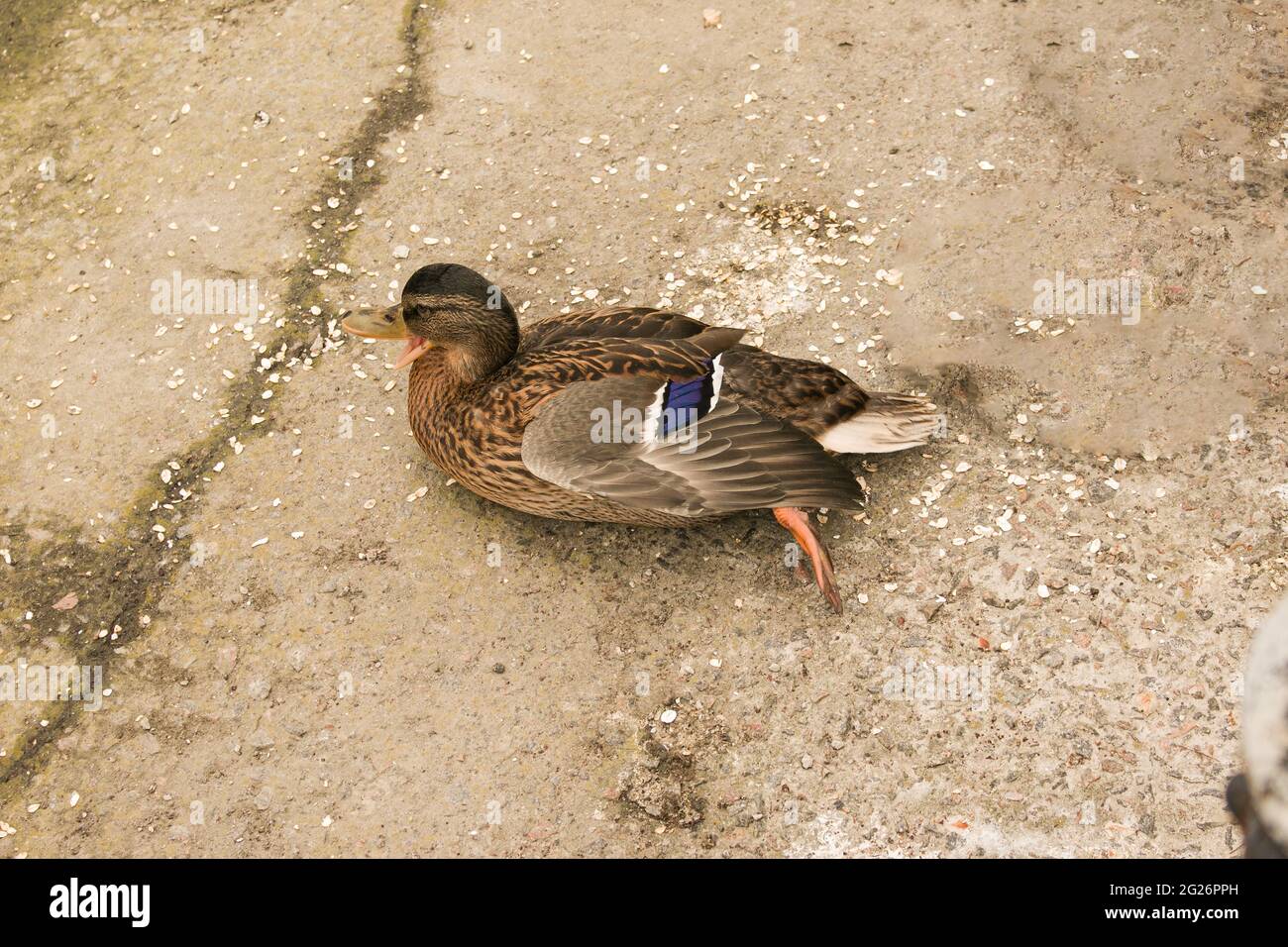 A disturbed duck hisses and expresses aggression. The duck flaps its wings and stretches its neck, trying to defend itself. Stock Photo