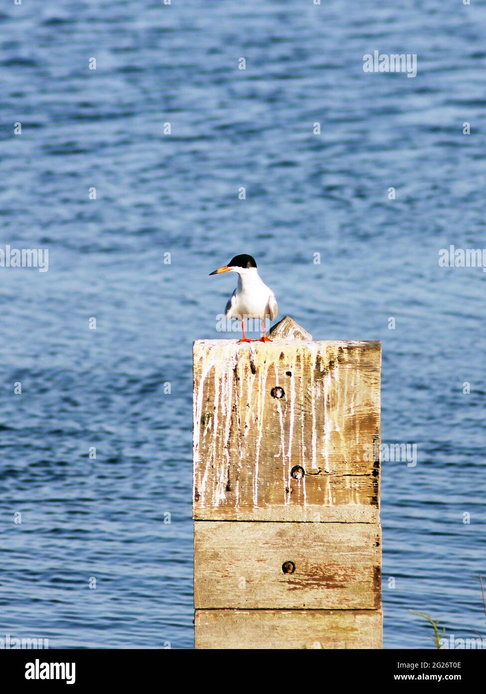 Grey and White Plumage on a Fosters Tern Perched on a Wooden Piling Stock Photo