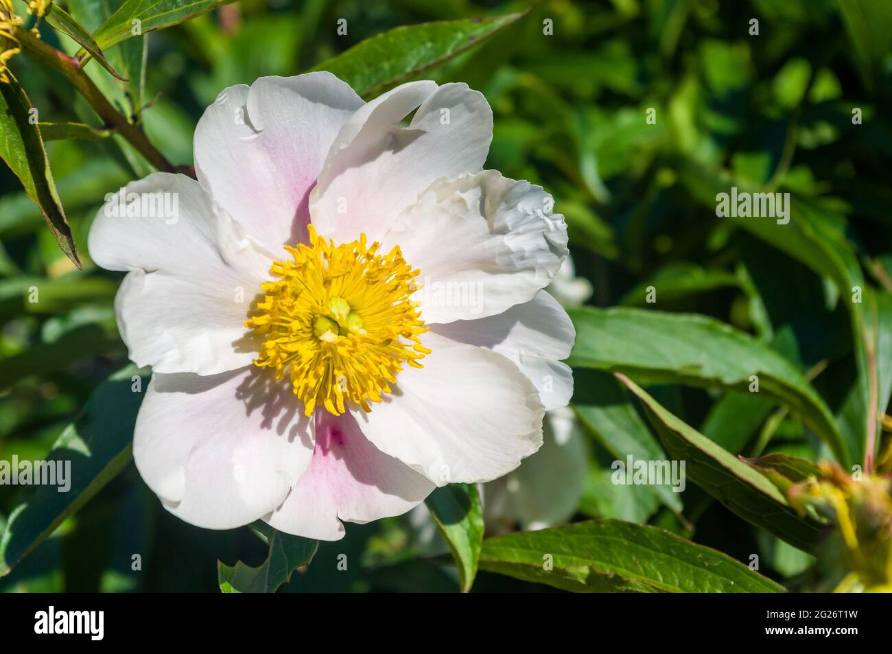 Beautiful natural background for valentine day, 8 march, and love theme, peony flowers Paeonia lactiflora, close up Stock Photo
