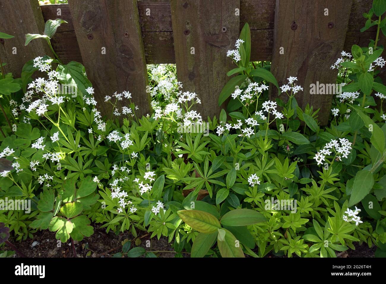 Echter Waldmeister (Galium Odoratum) - Perfekte Stauden & Ratgeber