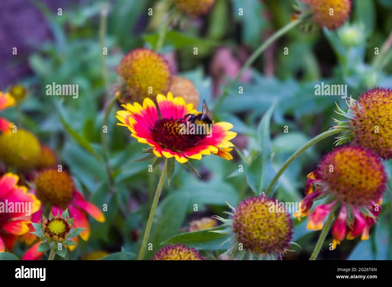 Red and yellow colorful flowers Gailardia in garden, pollination by bees, closeup Stock Photo