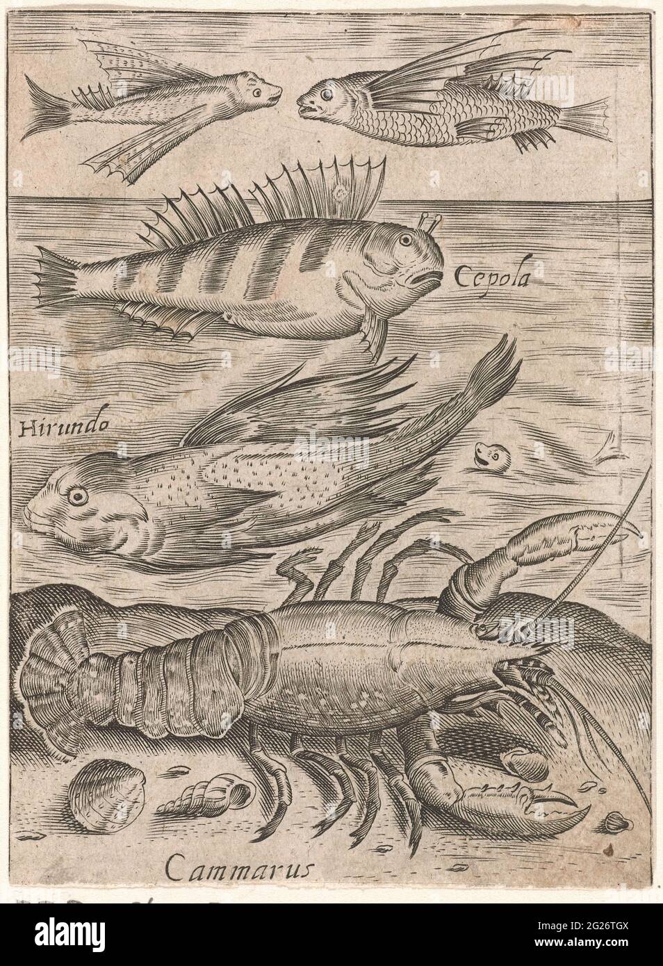 Study sheet with four fish and a lobster; PISCIUM VIVAE ICONES. Study ...