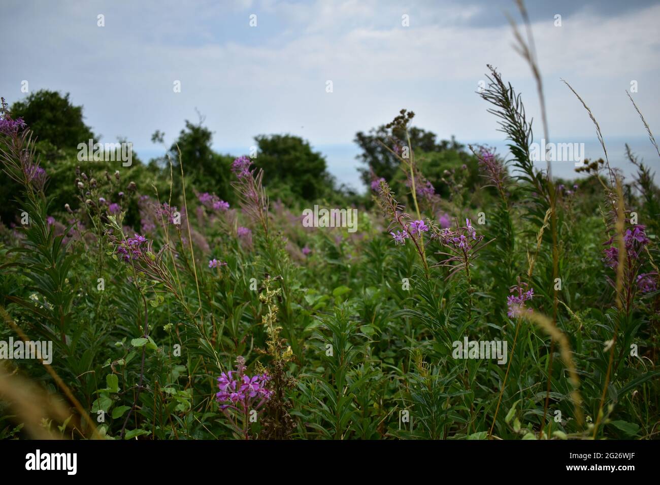 Wild flowers, and grasses at St Boniface Downs, Ventnor, Isle of Wight, UK Stock Photo