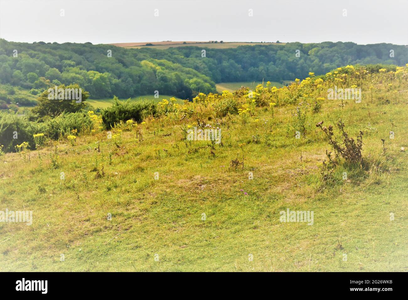 Wilderness, Ventnor, St Boniface Downs, Isle of Wight Summer Stock