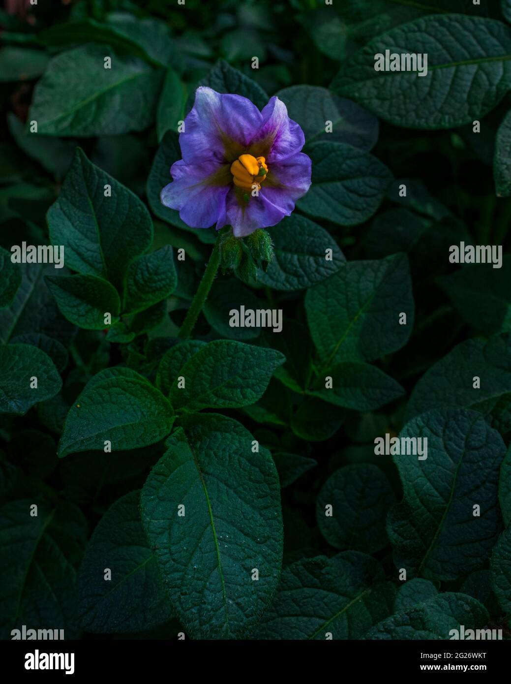 A nightshade flower blossoming on a potato plant Stock Photo