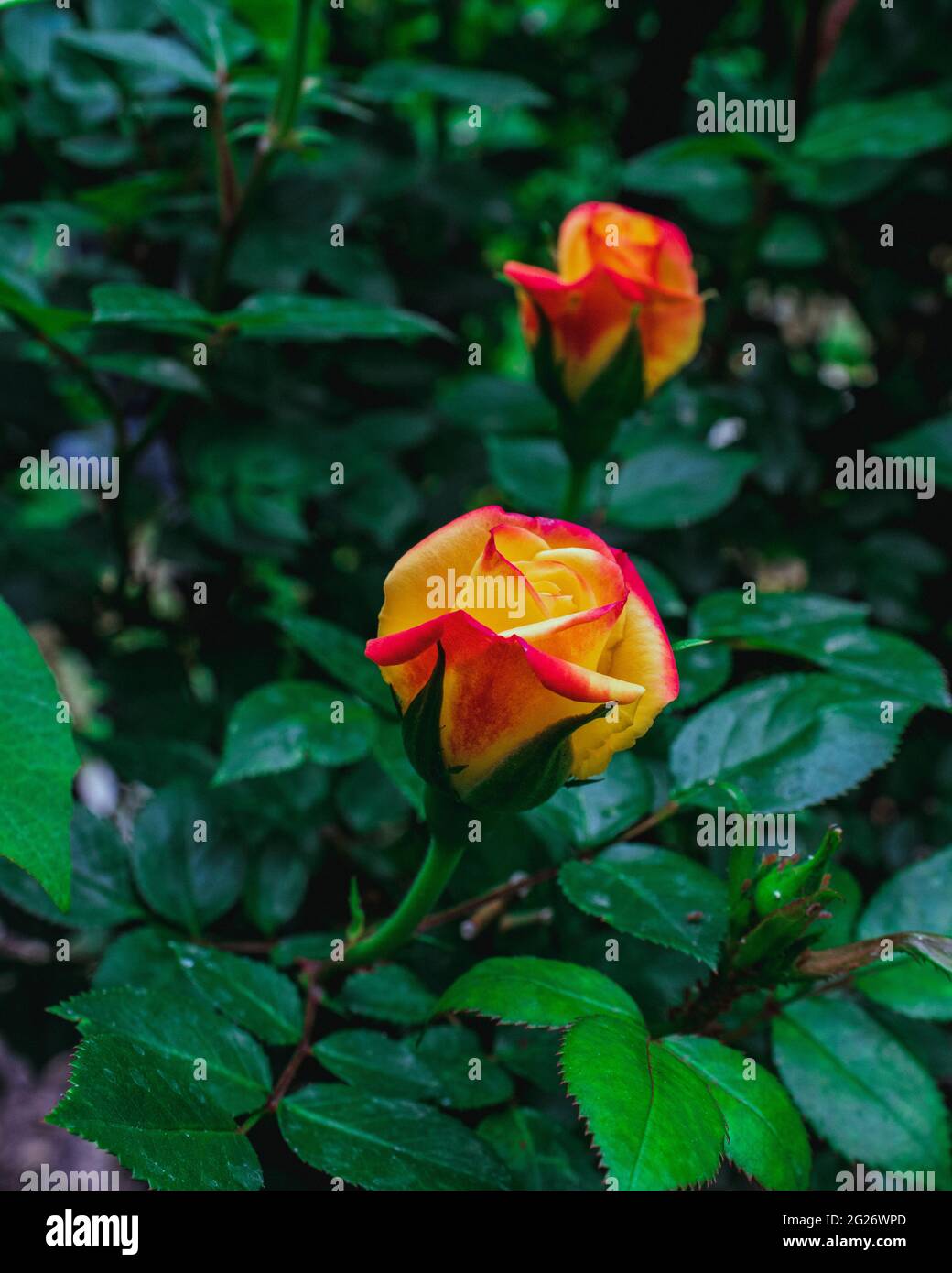 Yellow Roses With Red Tips A yellow rose with red tips blossoming in the garden surrounded by dark ...
