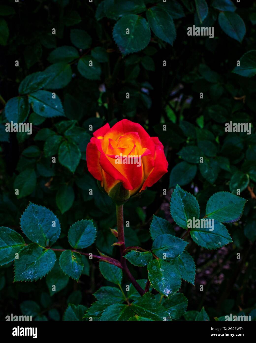 A yellow rose with red tips blossoming in the garden surrounded by dark green leaves Stock Photo