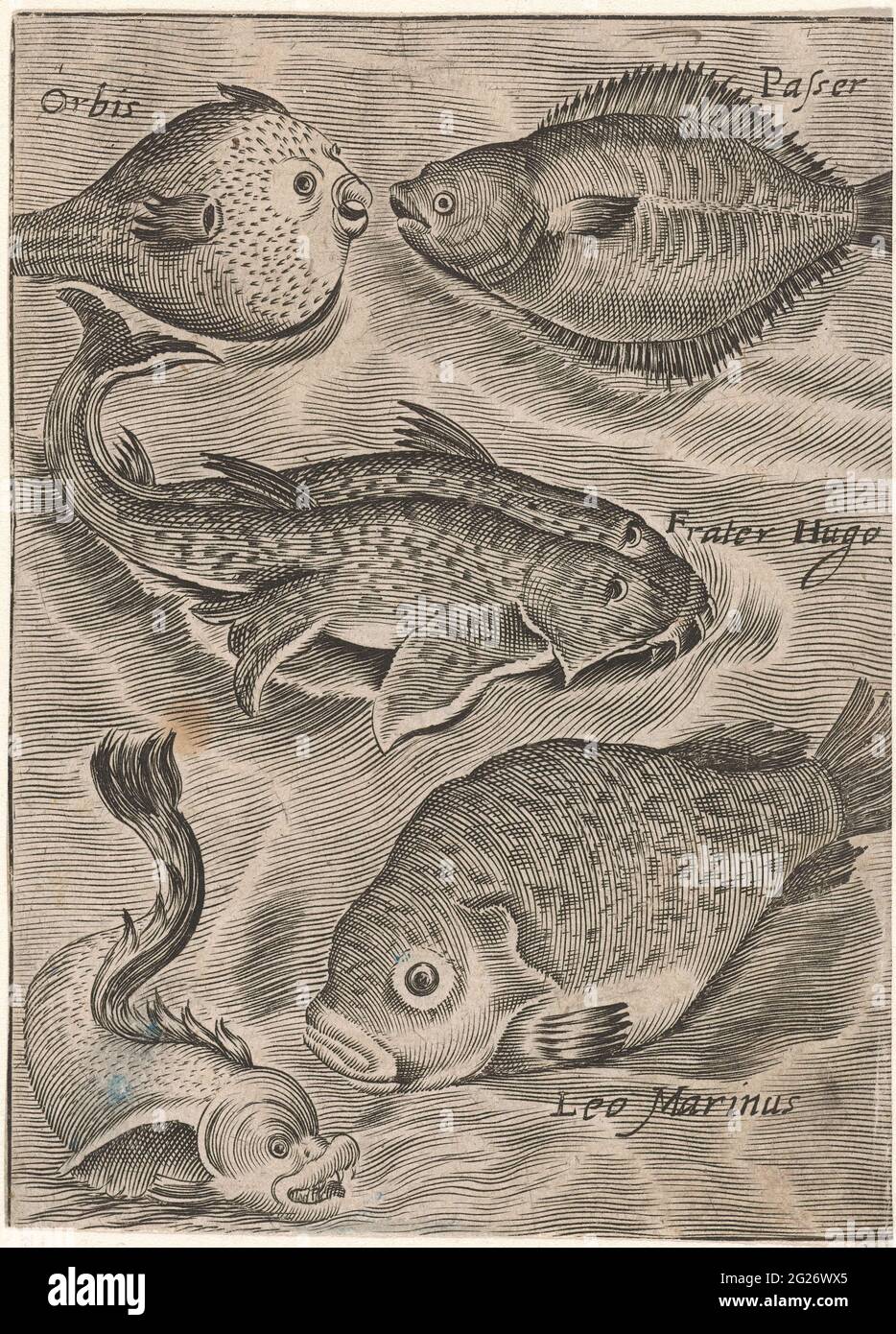 Study sheet with various fish; PISCIUM VIVAE ICONES. Study magazine ...