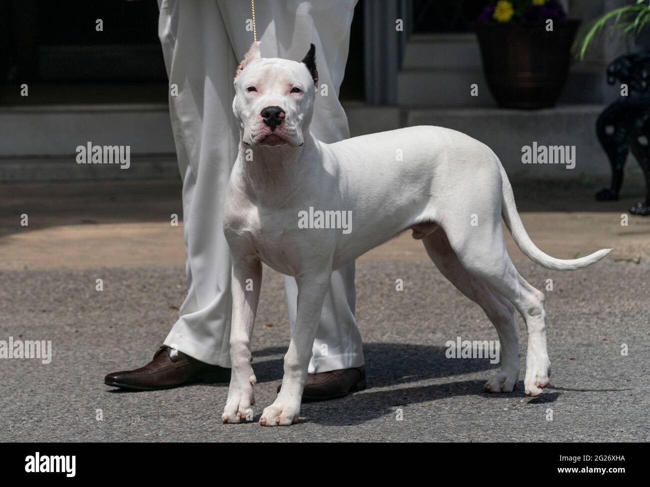Dogo argentino cheap show