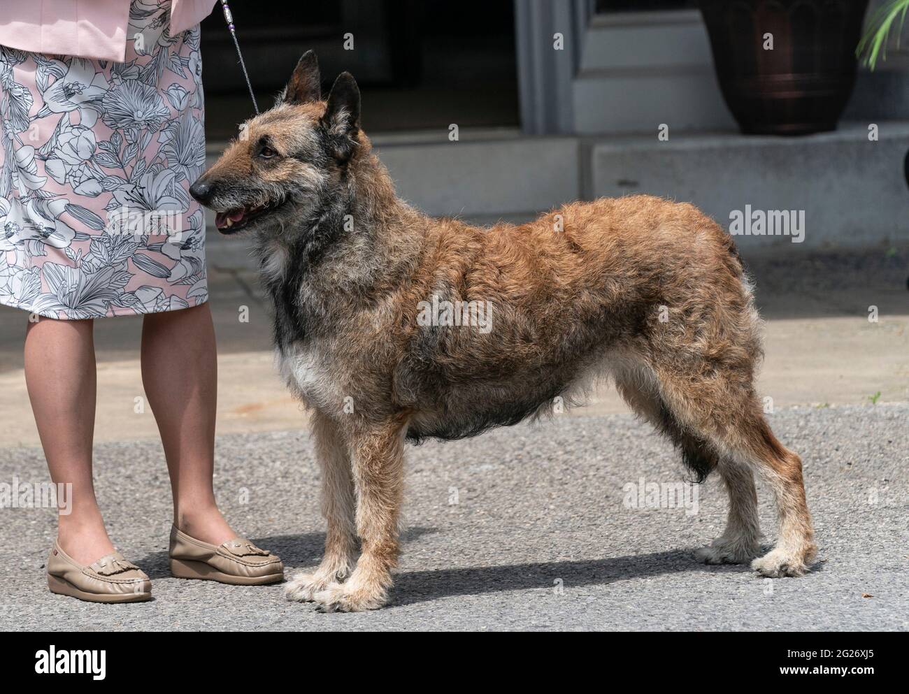 New York, NY - June 8, 2021: New breed Belgian Laekenois seen at 145th Annual Westminster Kennel Club Dog Show Press Preview at Lyndhurst Estate in Tarrytown Stock Photo