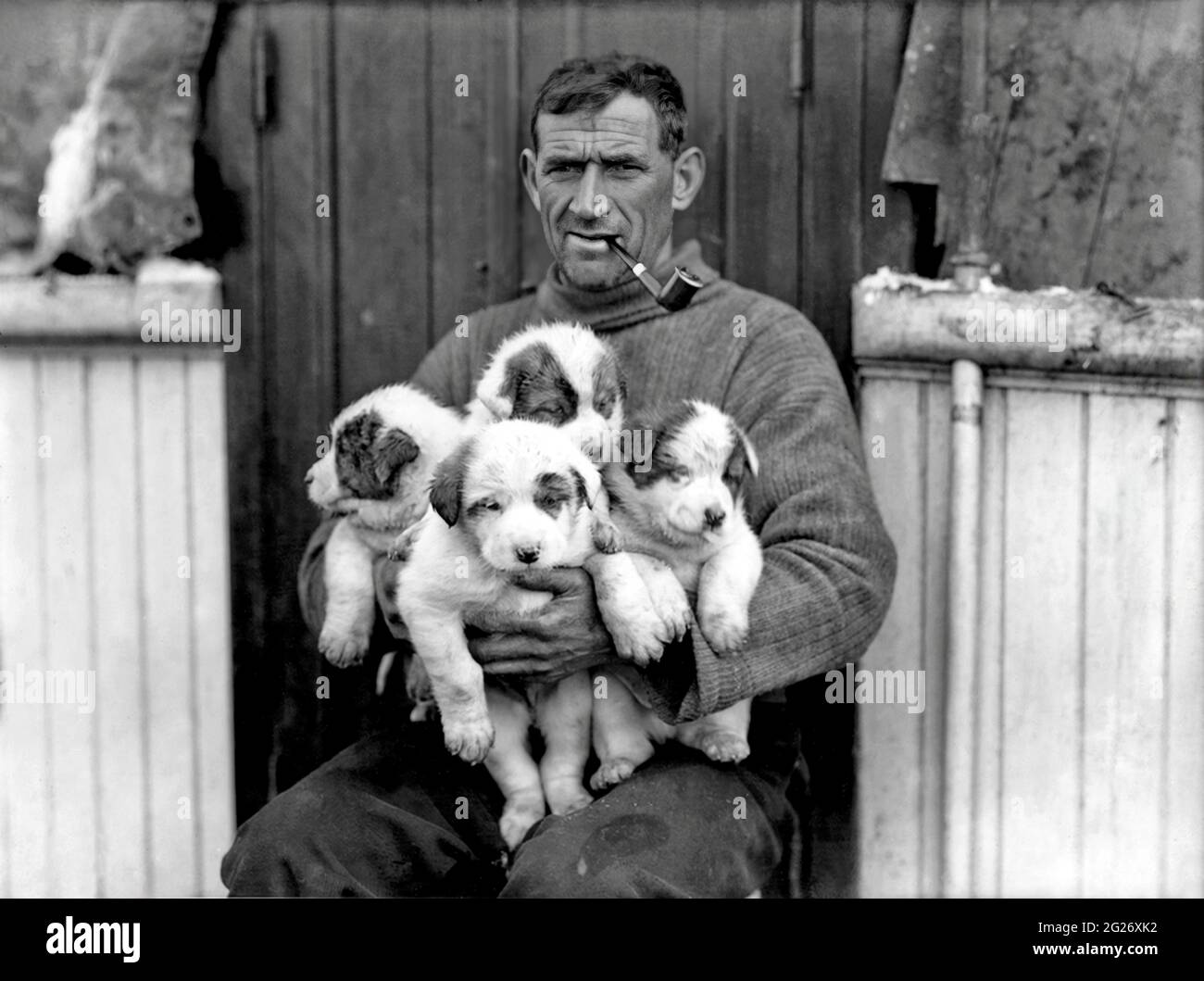 1915 , march, ANTARCTICA , SOUTH POLE : The irish seaman and Antarctic explorer TOM CREAN ( 1877 - 1938 ) with sleigh pups dogs named Roger , Nell , Toby and Nelson , image taken during the Ernest SHACKLETON EXPEDITION of 1914 - 1916 .  Photo by Frank Hurley , National Library of Australia . - IRLANDA - irlandese - ESPLORATION - EXPLORATIONS - ESPLORAZIONE ANTARTIDE  - South Pole - POLO SUD - ESPLORATORE - MINERALOGY - MINERALOGIA - GEOLOGO - GEOLOGY - GEOLOGIA - ritratto - portrait - pipa - pipe - fumatore - smoker - fumo - smoke - cane - cani da slitta - cucciolo - cuccioli - animale domesti Stock Photo