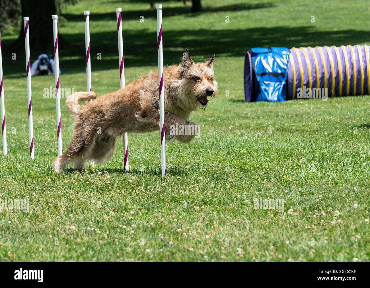 New York, NY - June 8, 2021: Berger Picard named Chester runs through the agility course during demonstration at 145th Annual Westminster Kennel Club Dog Show Press Preview at Lyndhurst Estate in Tarrytown Stock Photo