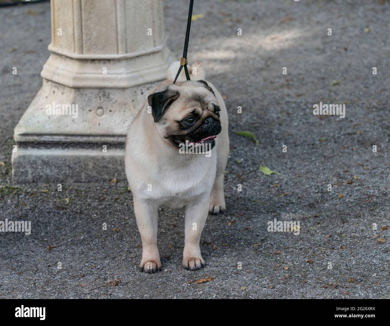 19th Century breed Pug seen at 145th Annual Westminster Kennel Club Dog Show Press Preview at