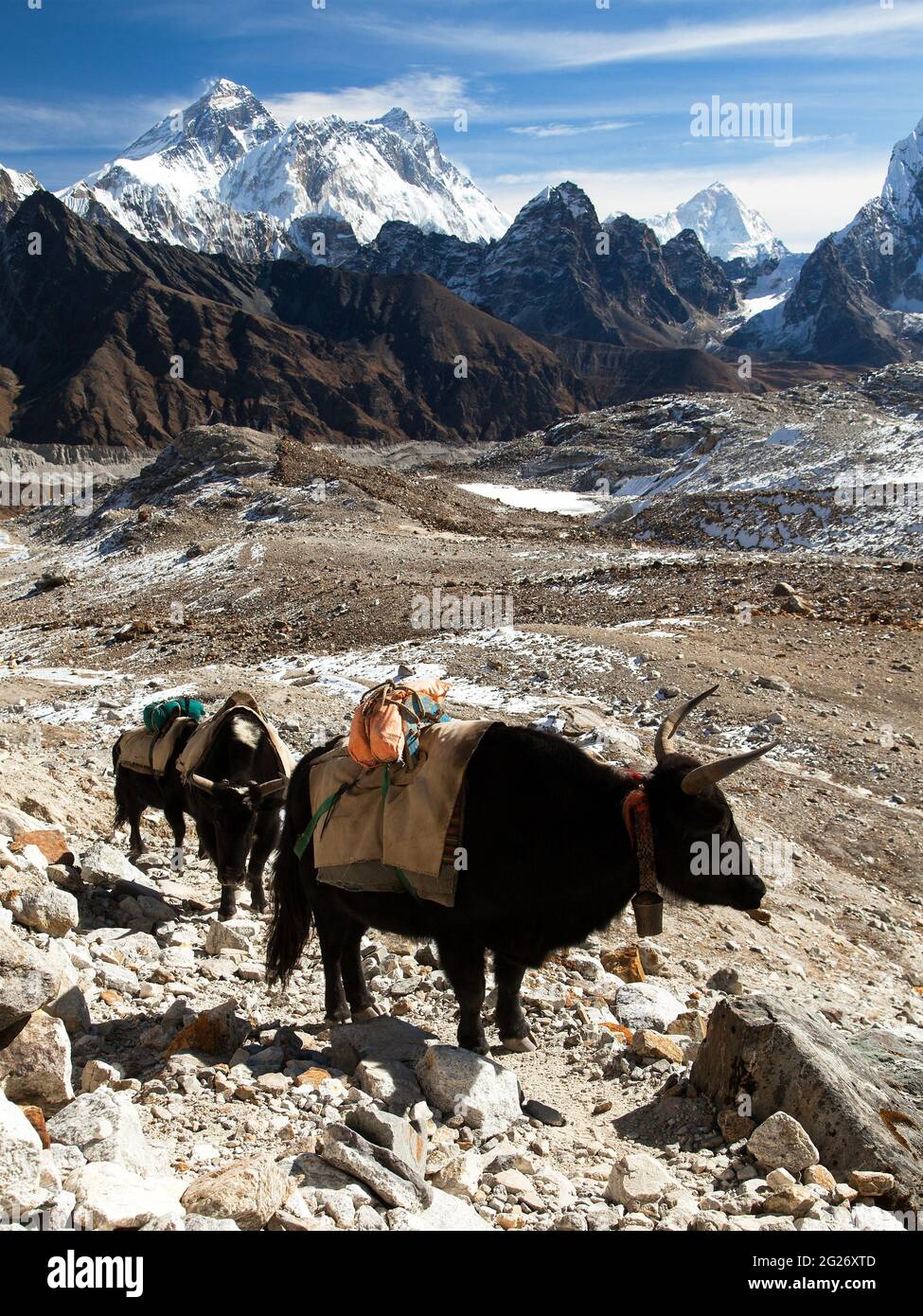 Caravan of yaks in Renjo La Pass near Mount Everest, three passes trek, Khumbu valley, Nepal Himalayas mountains Stock Photo