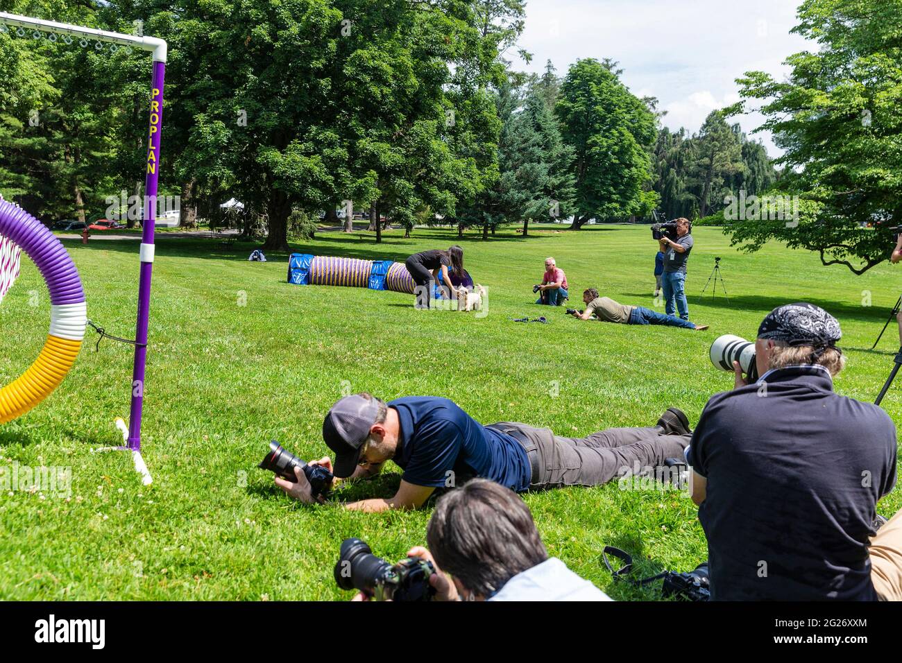 Tarrytown, United States. 08th June, 2021. All-American Dog runs through the agility course as members of the media taking photos during demonstration at 145th Annual Westminster Kennel Club Dog Show Press Preview at Lyndhurst Estate in Tarrytown on June 8, 2021. Annual Westminster Kennel Club Dog Show was canceled in 2020 because of COVID-19 pandemic and moved this year to open space at Lyndhurst Estate outside of New York City. (Photo by Lev Radin/Sipa USA) Credit: Sipa USA/Alamy Live News Stock Photo