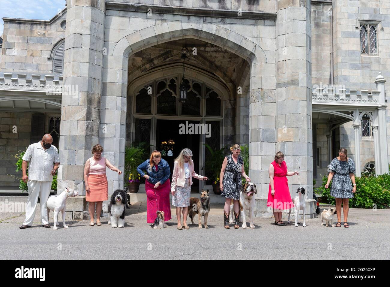 Tarrytown, United States. 08th June, 2021. 19th Century and new breeds Dogo Argentino, French Water Dog Barbet, Yorkshire Terrier Biewer, Belgian Laekenois, St. Bernard. Pointer and Pug seen at 145th Annual Westminster Kennel Club Dog Show Press Preview at Lyndhurst Estate in Tarrytown on June 8, 2021. Annual Westminster Kennel Club Dog Show was canceled in 2020 because of COVID-19 pandemic and moved this year to open space at Lyndhurst Estate outside of New York City. (Photo by Lev Radin/Sipa USA) Credit: Sipa USA/Alamy Live News Stock Photo