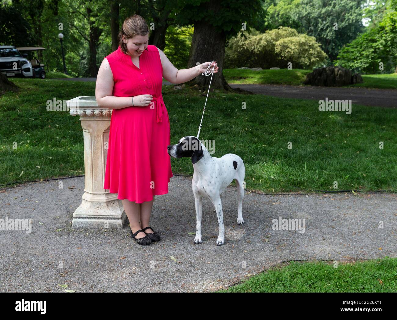 Tarrytown, United States. 08th June, 2021. 19th Century breed Pointer