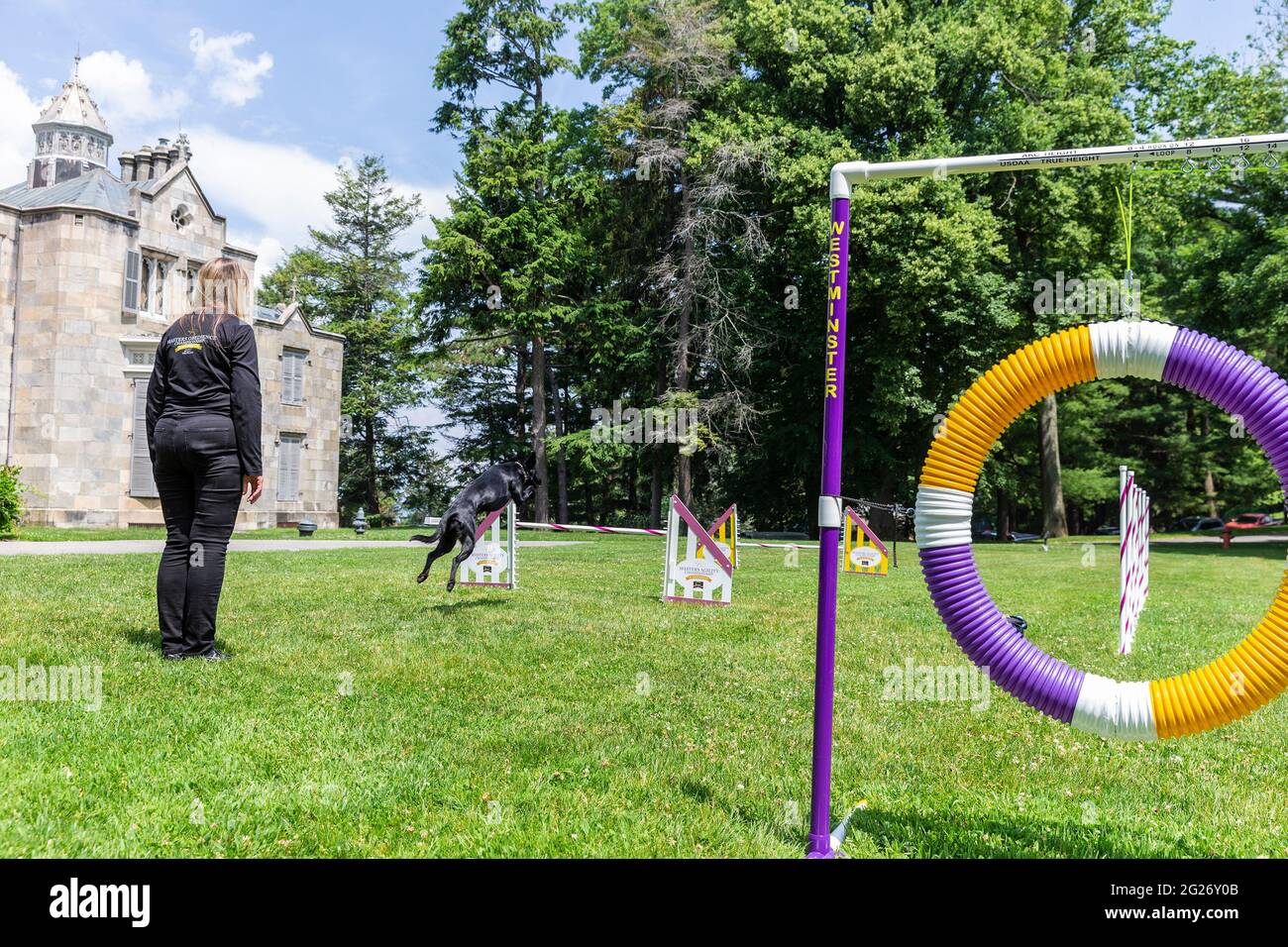 Tarrytown, United States. 08th June, 2021. Labrador Retriever shows