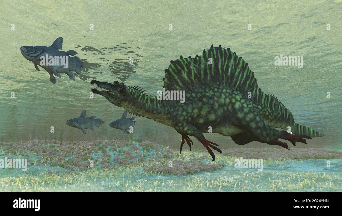 Spinosaurus preys on Mawsonia. Stock Photo