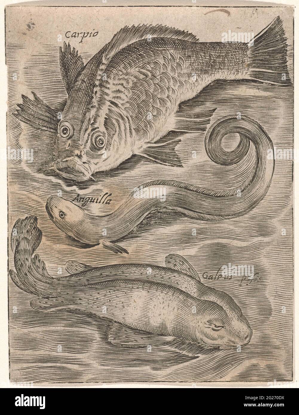 Study sheet with three fish; PISCIUM VIVAE ICONES. Study magazine with ...