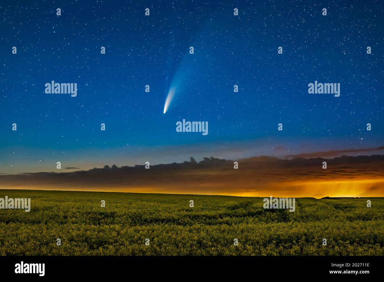 Comet NEOWISE over a ripening canola field in southern Alberta, Canada. Stock Photo
