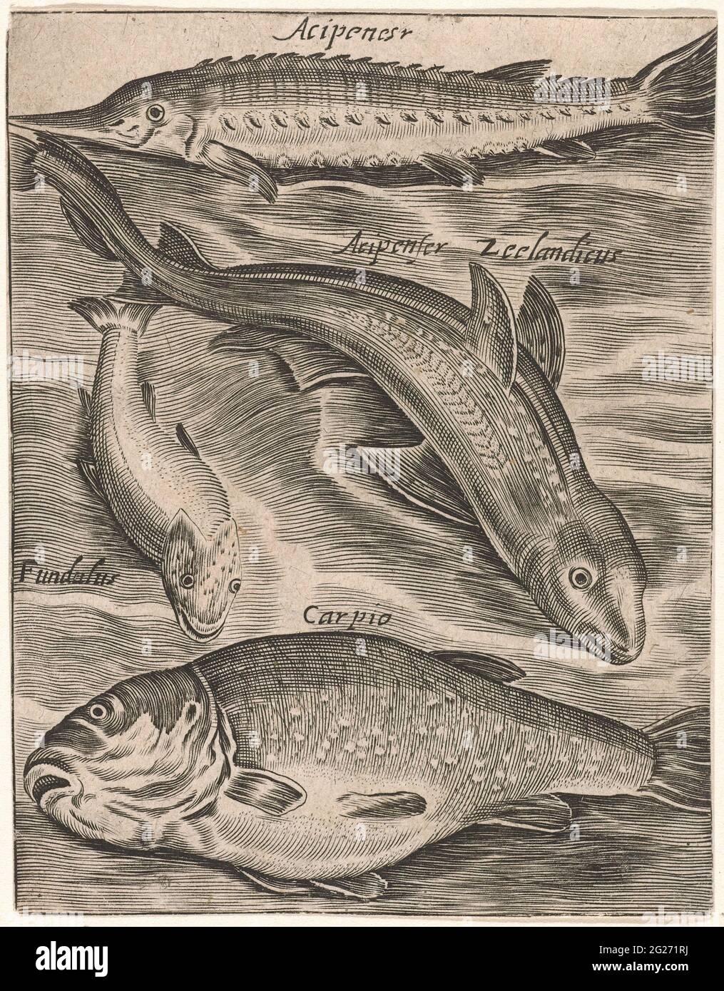 Study sheet with fish; PISCIUM VIVAE ICONES. Study magazine with four ...