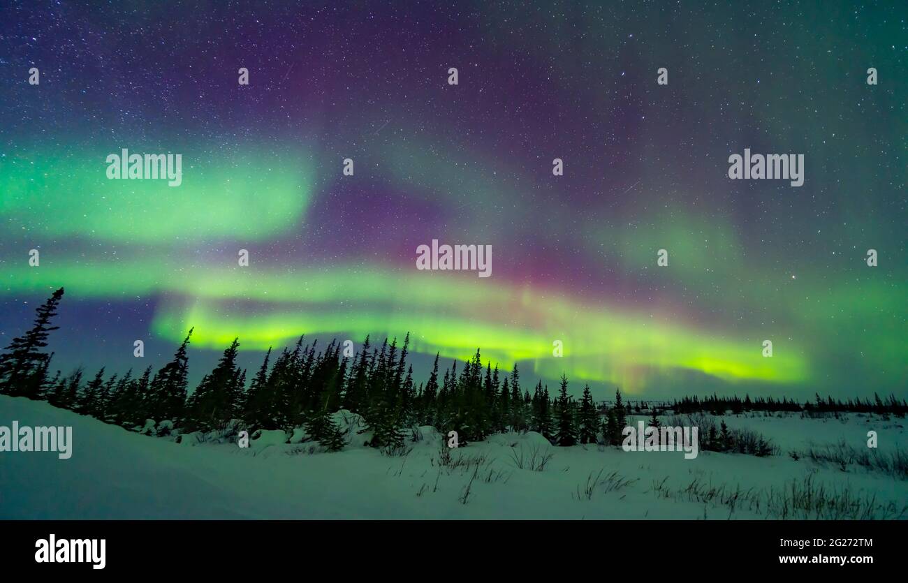 The pastel colours of the aurora borealis over a boreal forest in Churchill, Manitoba, Canada. Stock Photo