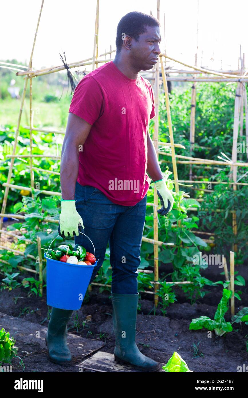Young man vegetables basket hi-res stock photography and images - Alamy