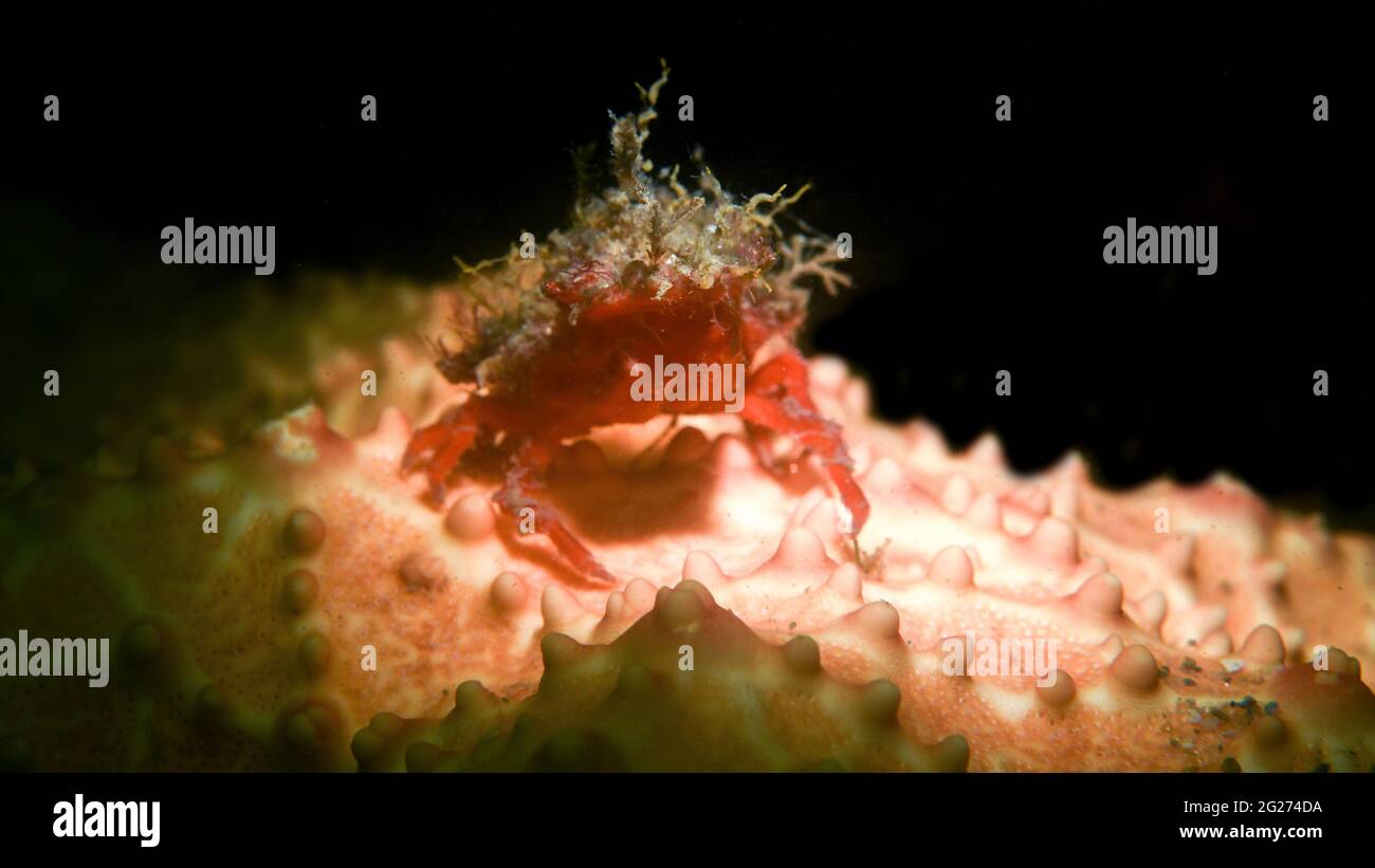 A decorator crab on a starfish. Stock Photo