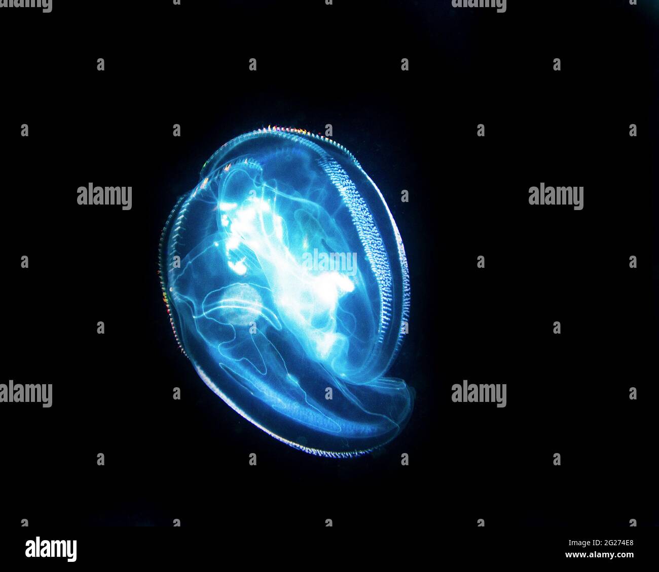 Comb jelly in blackwater dive at night, West Palm Beach, Florida Stock
