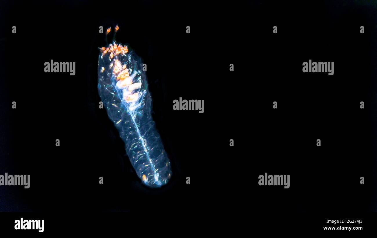 Siphonophore on a blackwater dive (forskalia sp). Stock Photo