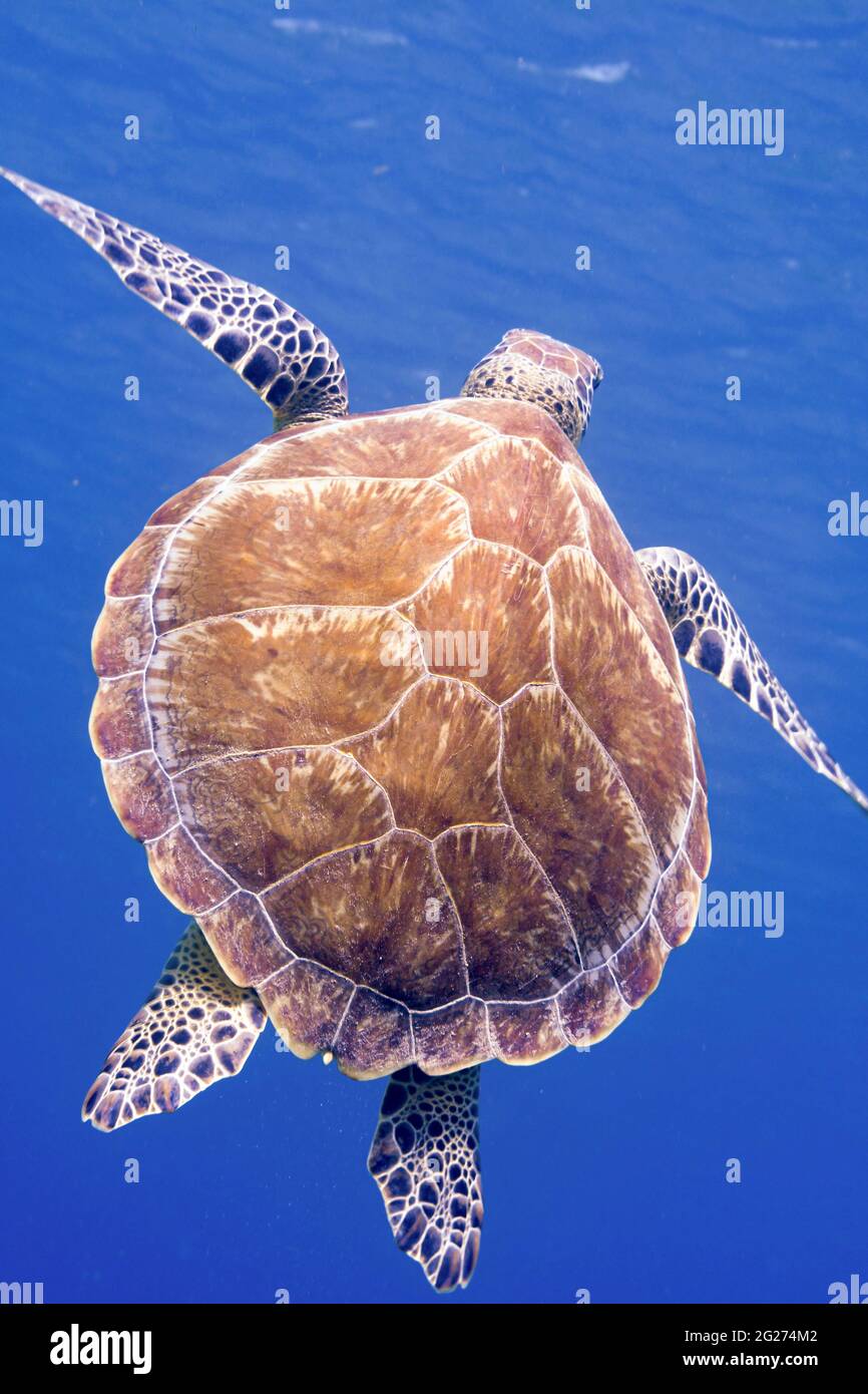 The shell of a green turtle (Chelonia mydas) swimming to the surface, Saint Croix. Stock Photo
