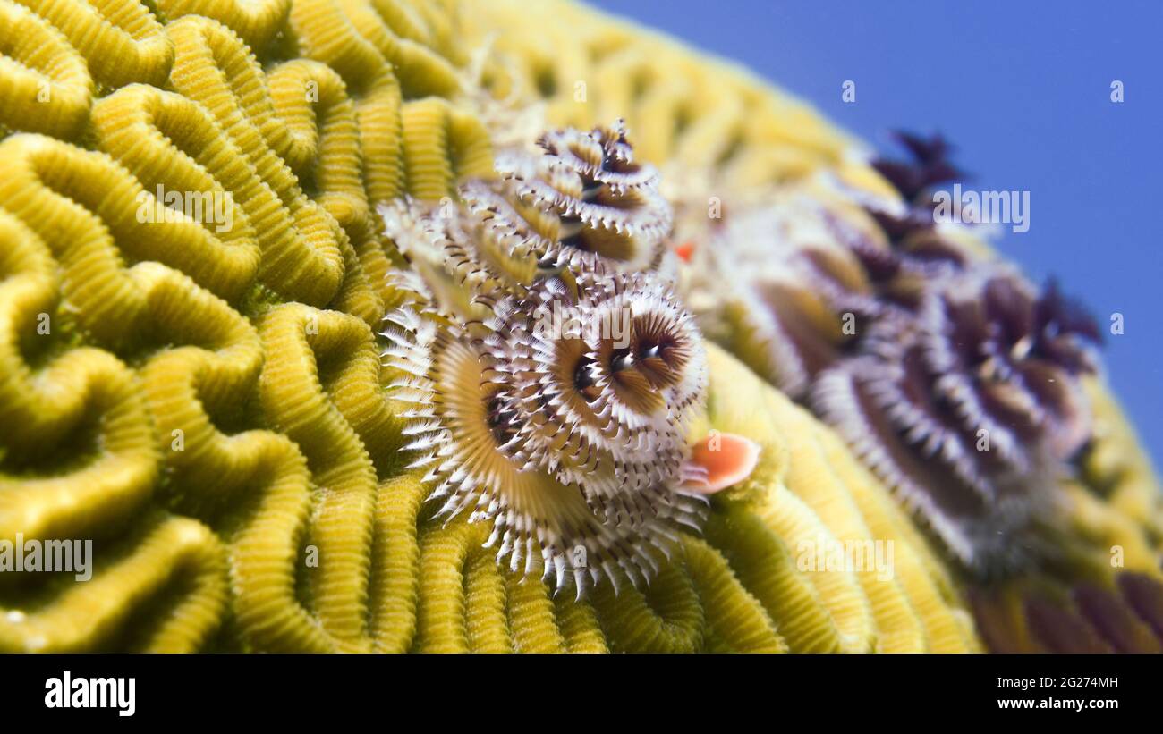 Christmas tree worms (Spirobranchus giganteus) on brain coral Stock
