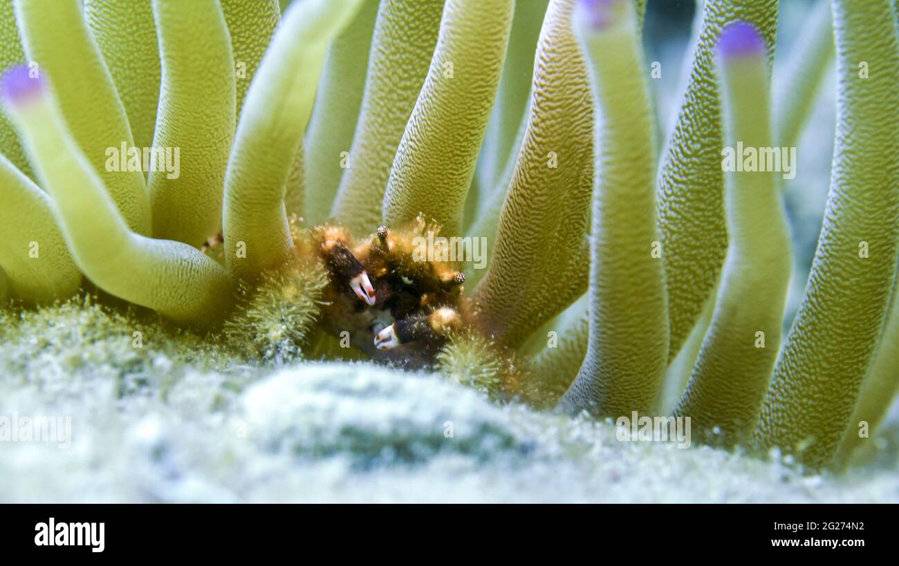 A banded clinging crab (Mithrax cinctimanus) in purple-tipped anemone. Stock Photo