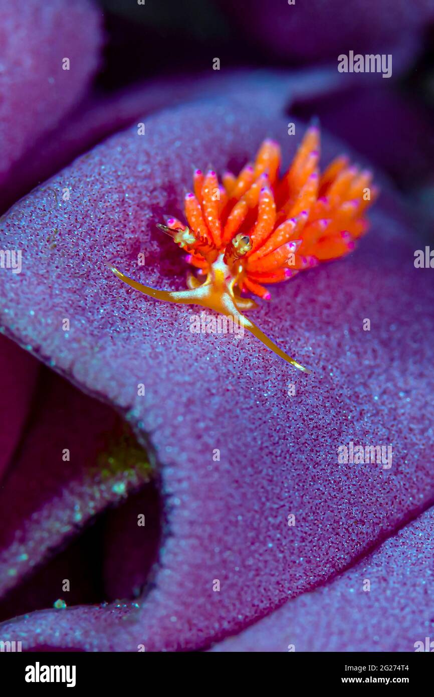 Favorinus tsuruganus nudibranch on egg ribbon, Anilao, Philippines. Stock Photo