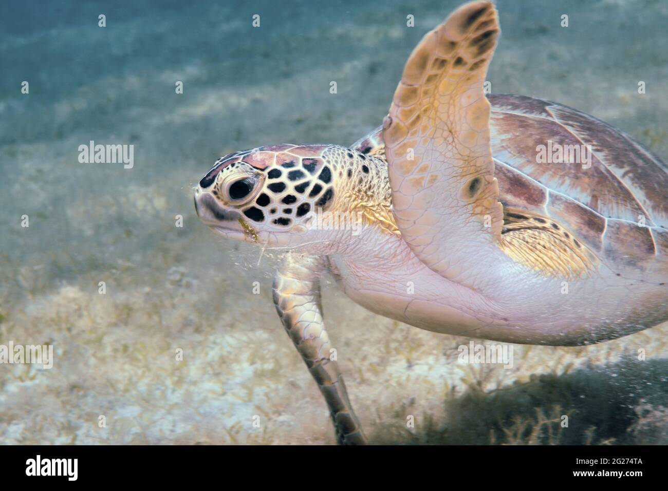 Turtle Foraging Underwater foraging hi-res stock photography and images - Alamy