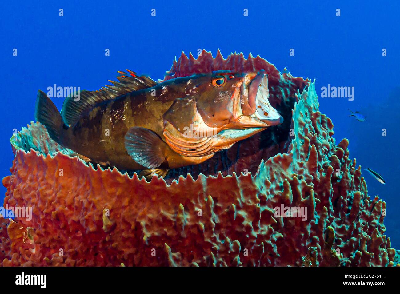 Yawning red grouper in a barrel sponge, Little Cayman Island. Stock Photo