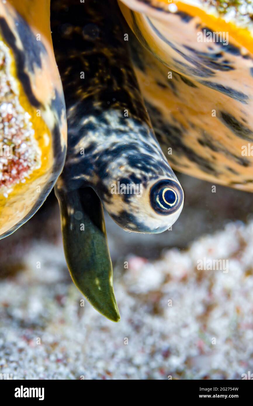 A close-up of the eye of a conch, Little Cayman Island. Stock Photo