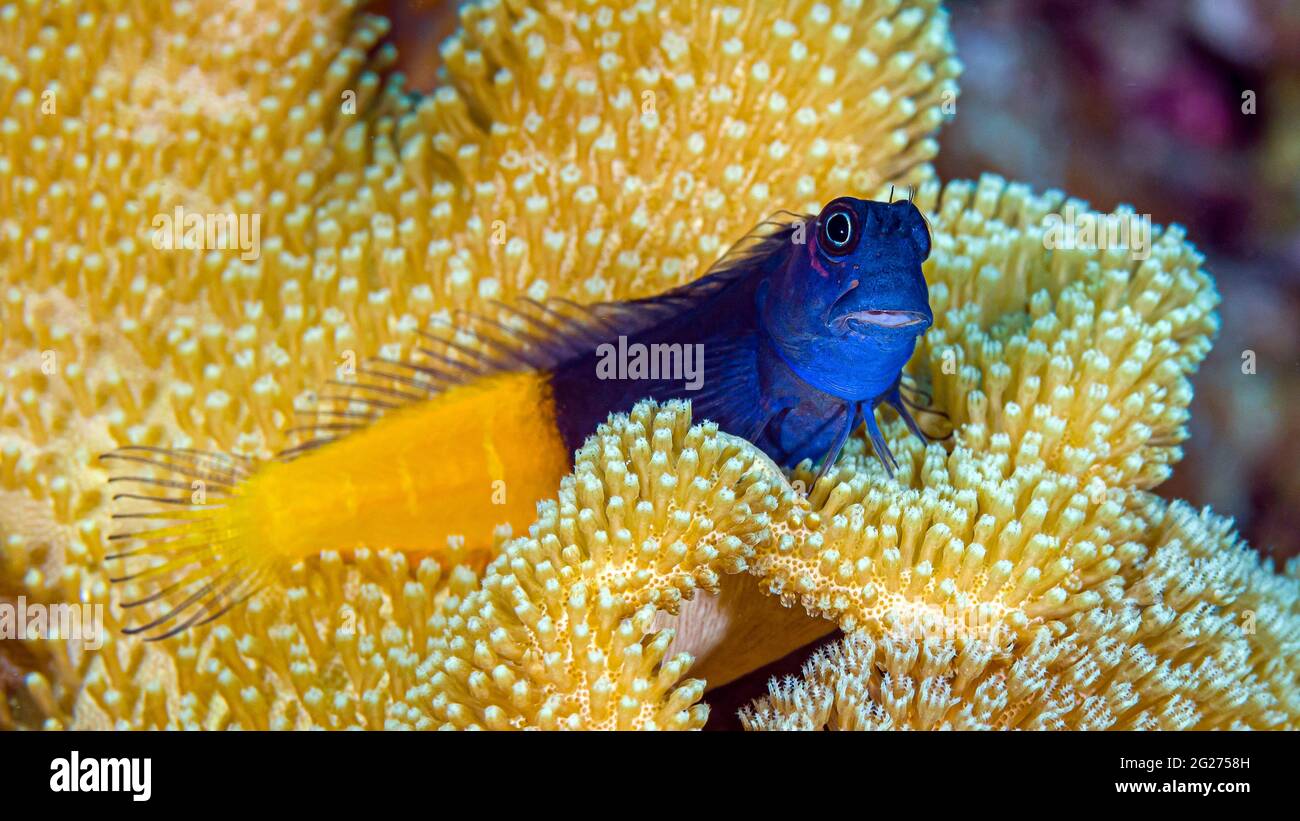 A bicolor blenny (Ecsenius bicolor) relaxing on a gorgonian in the Maldives. Stock Photo