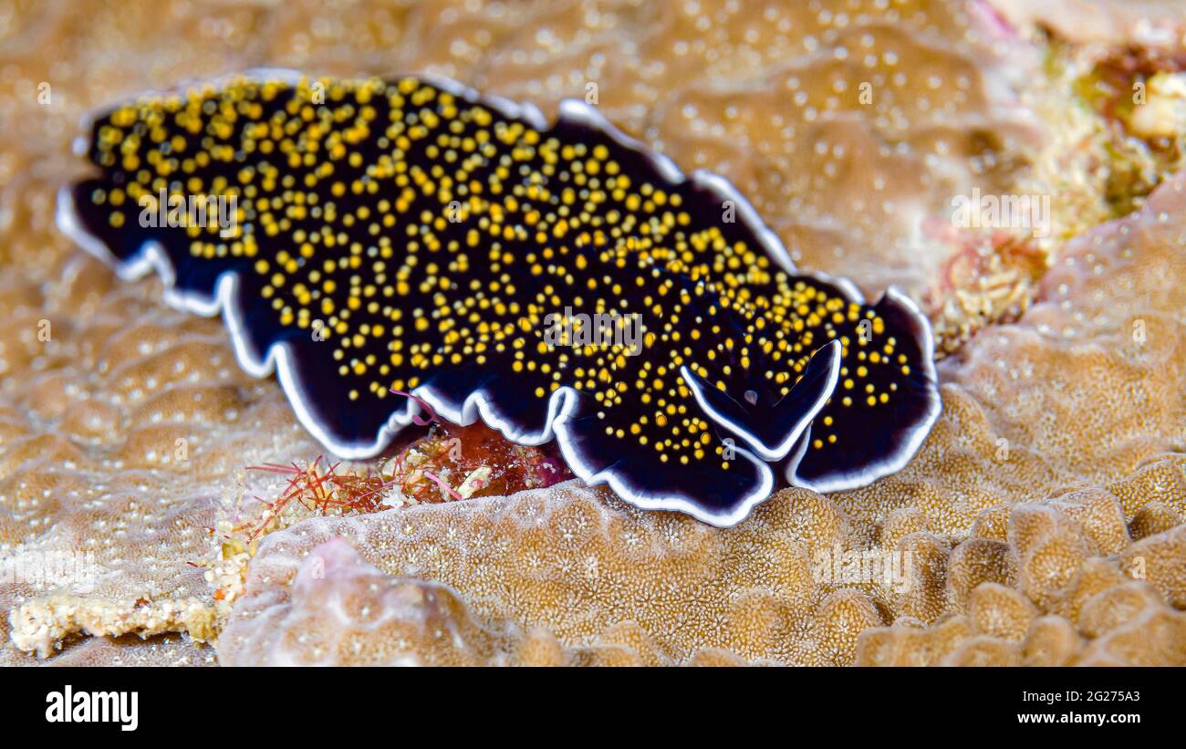 Leapard flatworm (Thysanozoon sp.). Stock Photo