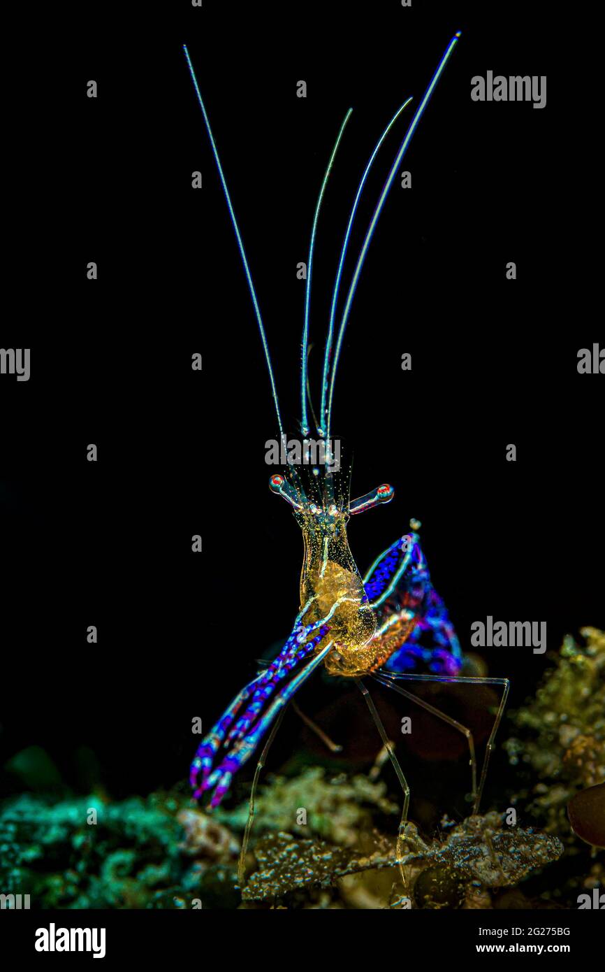 Pederson cleaner shrimp (Ancylomenes pedersoni), Cuba. Stock Photo