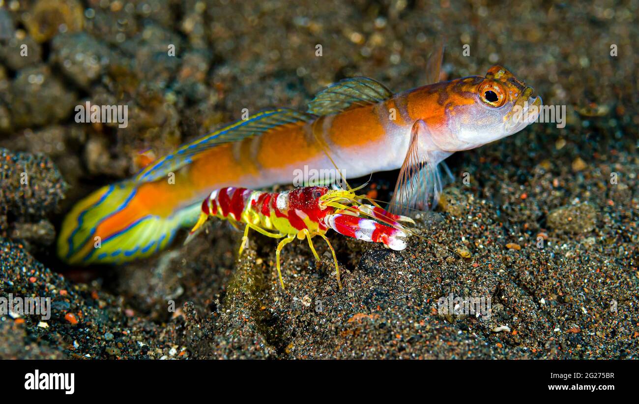 Randall's snapping shrimp (Alpheus randalli) with flagtail Shrimpgoby (Amblyeleotris yanoi). Stock Photo