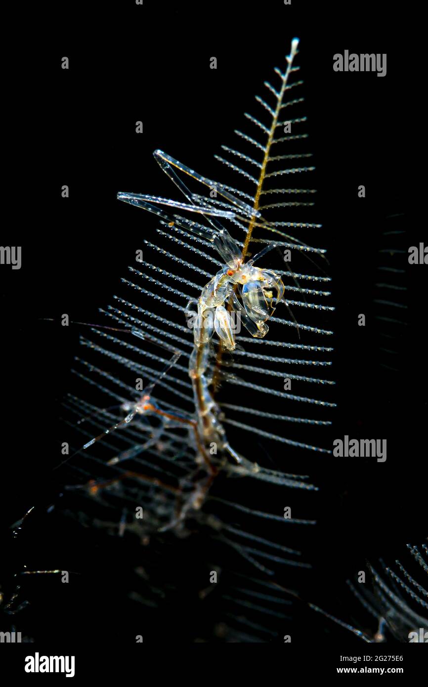 Skeleton shrimp (Caprella spp.) on a hydroid, Anilao, Philippines Stock ...