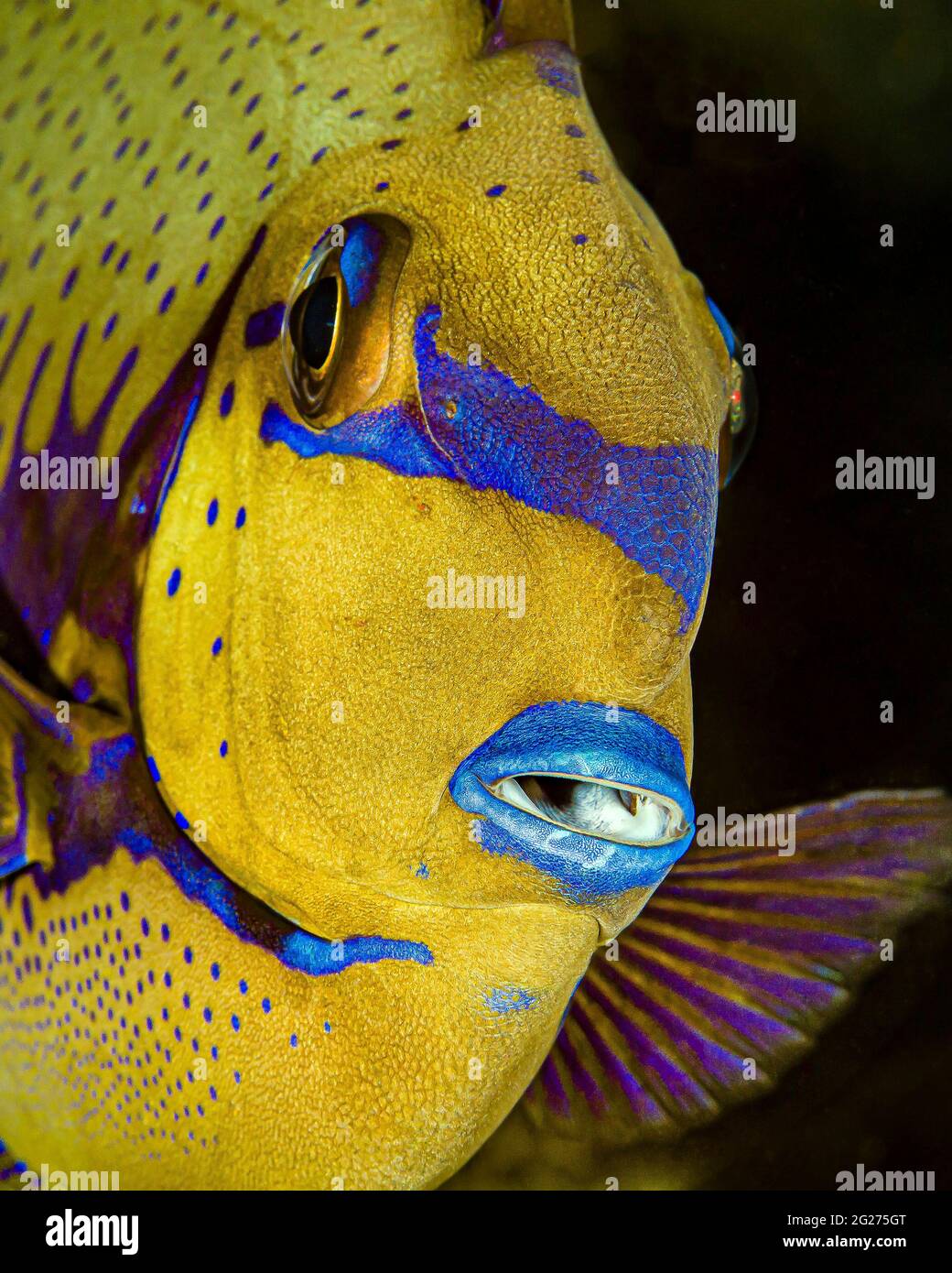 Head shot of a surgeonfish, Kimbe Bay, Papua New Guinea. Stock Photo