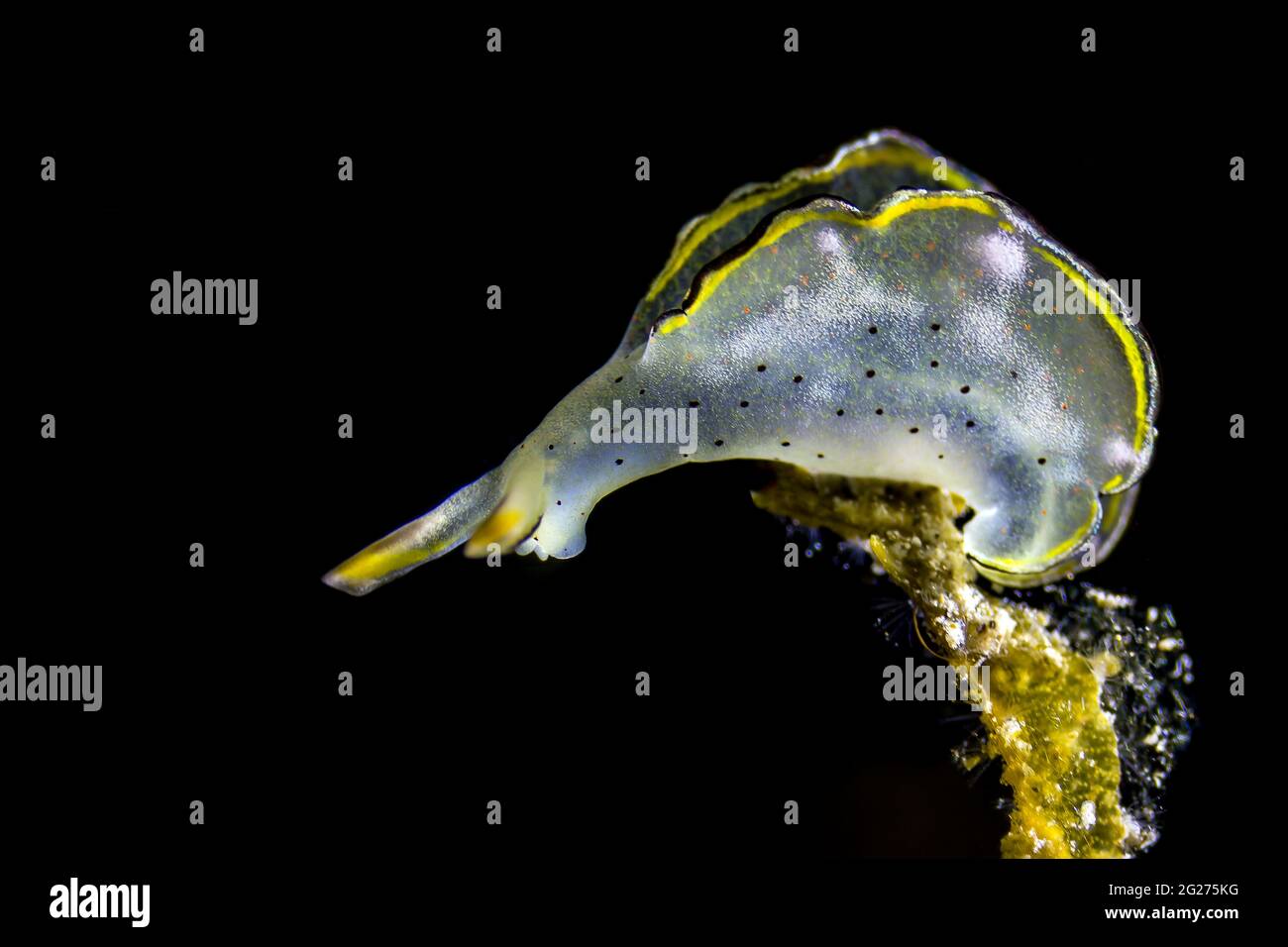Sap-sucking sea slug (Elysia marginata), Kimbe Bay, Papua New Guinea Stock  Photo - Alamy
