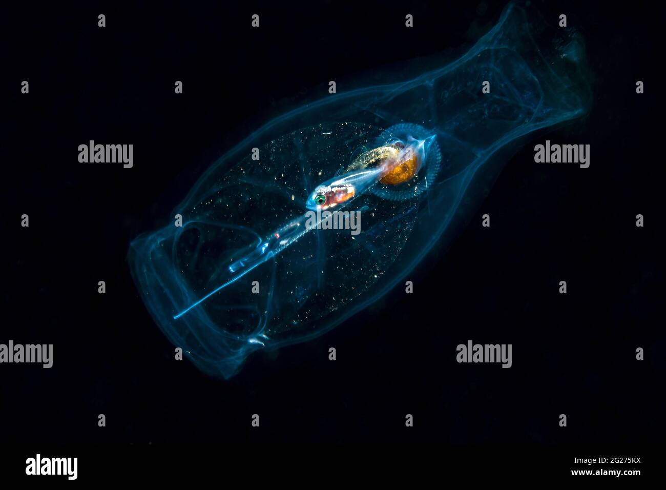 A small fish in a pelagic tunicate during a blackwater dive in Tulamben, Bali, Indonesia. Stock Photo