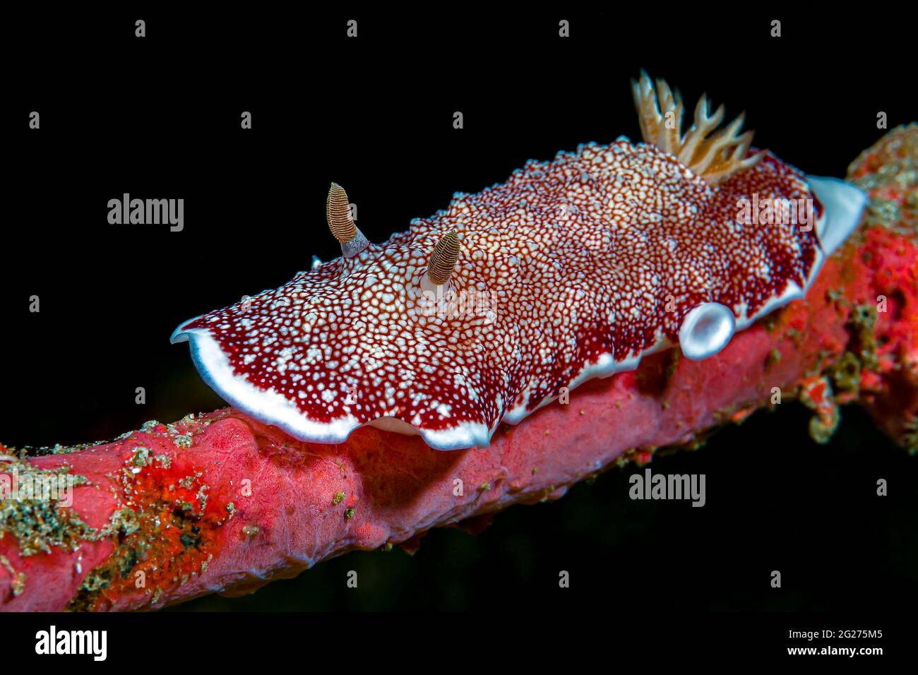 Goniobranchus reticulatus on a rope sponge, Anilao, Philippines. Stock Photo