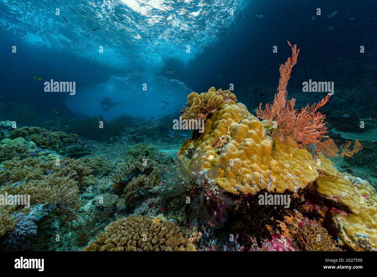 Reef scene of Lago Arch in Raja Ampat, Indonesia. Stock Photo